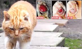There are some treatments that can help, but most cats will not live very long after getting a cancer diagnosis. Cat Who Developed Cancer Is Purring Again After Taking Cannabis Oil Daily Mail Online