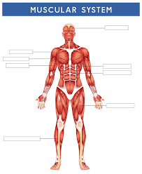 30 unlabeled muscle diagram worksheet | template library. 10 Best Printable Worksheets Muscle Anatomy Printablee Com