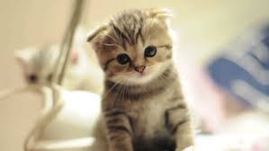 Jika anda memutuskan untuk merawat kucing jangan lupa untuk memberi nama untuk kucing yang benar kebanyakan. Nama Kucing Jepang Terpopuler Berita Jepang Japanesestation Com