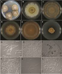 Image result for Cylindropsis