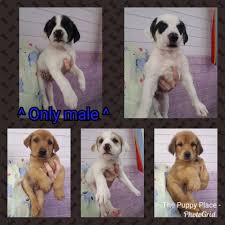 Puppies are raised indoors and socialized with family and other pets. Australian Shepherd Golden Retiever The Puppy Place Tucson Az Facebook