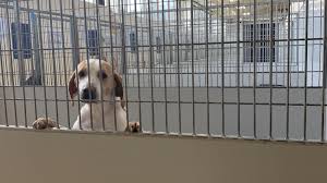 Maybe you would like to learn more about one of these? Clear The Shelters Goes Virtual But Thousands Of Dogs And Cats Need Homes Wral Com