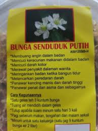 Bunga merah muda dan putih di dinding putih. Bunga Senduduk Putih Shopee Malaysia