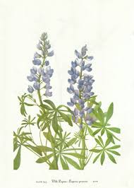 Blue Bonnet Texas Lupine Botanical Reference For Tattoo Botanical Illustration Vintage Botanical Illustration Botanical Drawings