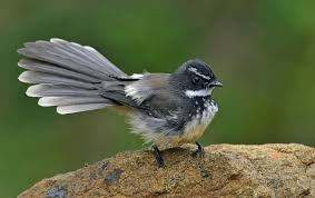 Black And White Spotted Bird White Spotted Or Spot Breasted Fantail S C India Nature Birds Birds Ornithology