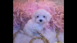 Video to one of our babies gor sale www.maltipoopuppies.us. Teacup White Teacup Maltipoo Puppies For Sale Youtube