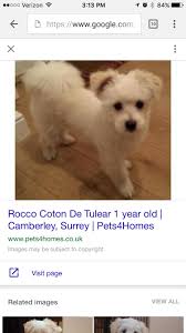 Short Haircut Coton De Tulear Coton De Tulear Coton Dogs