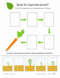 Explore The Life Cycle Of A Carrot Life Cycles Preschool