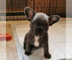 Who doesn't love the lilac fawn french bulldogs? View Ad French Bulldog Puppy For Sale Near Manitoba Winnipeg Canada Adn 199327