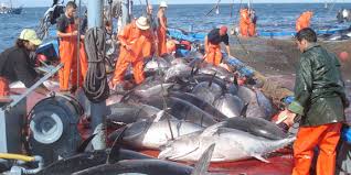 Le Maroc 13e Producteur Mondial De Poisson Selon La Fao H24info