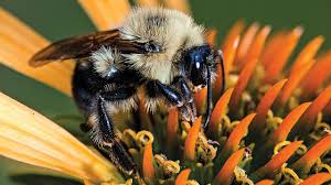 Bumble bees are visible in new york from march through november. Bumble Bees Being Crushed By Climate Change Science Aaas