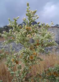 Image result for Laggera