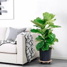 We did not find results for: Fiddle Leaf Fig Toxic To Cats V1 Lenze Com Tr