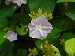 Image result for Jacquemontia paniculata