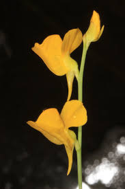 Image result for Lentibulariaceae