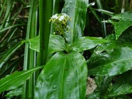 Image result for Aneilema