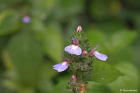 Image result for Justicia petiolaris