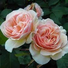 Sweet Juliet Rose Juliet Rose Rose David Austin Roses