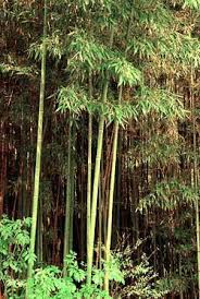 Bamboo is a thick, woody grass used in furniture and flooring. Green Fences Make Good Neighbors Unless Its Bamboo Growing A Greener World