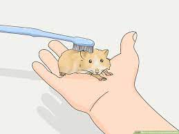 They may enjoy human interaction, but they're not crazy about other hamsters so should be housed alone. How To Groom A Long Haired Hamster 13 Steps With Pictures