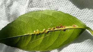 Image result for scale on plant