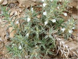 Image result for Blepharis diversispina