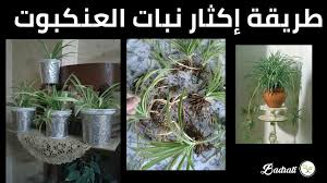 نبات العنكبوت Chlorophytum Comosum