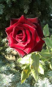 Skunk cabbage (smelly and inedible) is a good example, but there are worse — or better — examples. Right Here We Have A Single Rose It S Pretty Smells Good But It Has Thorns So Don T Even Think About Touc Beautiful Flowers Beautiful Roses Pretty Flowers