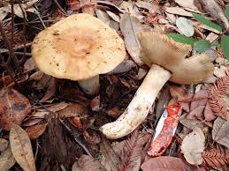 Image result for Russula perlactea