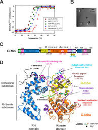 Sumanasa.com aggregates kannada news (kannada: Atomic Structure Of Grk5 Reveals Distinct Structural Features Novel For G Protein Coupled Receptor Kinases Journal Of Biological Chemistry