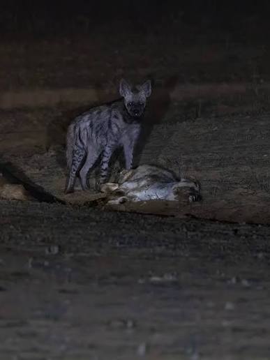 Indian Striped Hyena Over the last one year, I've developed a strong interest in nocturnal photography. While it's relatively easier to do this in many African countries, in India it's mostly not