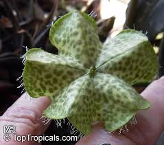 Parachute coconut oil 100% pure natural coconut oil also acts as a boon for hair & skin problem especially during winters. Ceropegia Sandersonii Parachute Plant Umbrella Flower Toptropicals Com