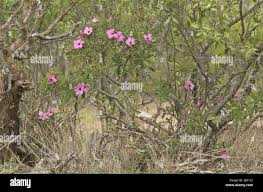 Image result for Adenium swazicum