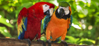 Papagei ist eine weiterleitung auf diesen artikel. Der Papagei Ein Gesprachiger Freund Im Federkleid