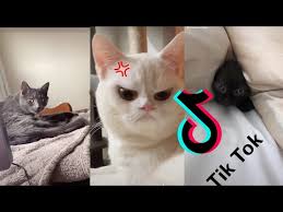 Cool Cats And Kittens Funny Cat Videos Cat Tiktoks Cat Tiktok Compilation Video Youtube In 2020 Funny Cat Compilation Cute Baby Cats Kittens Funny