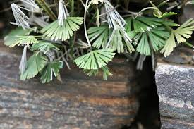 Image result for Actiniopteris radiata