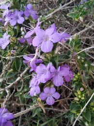 Image result for Barleria obtusa