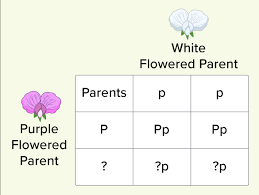 Punnett squares are standard tools used by genetic counselors. Punnett Squares Ck 12 Foundation