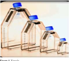 Check spelling or type a new query. Pdf An Animal Cell Culture Advance Technology For Modern Research Semantic Scholar