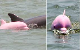 The site owner hides the web page description. ç²‰ç´…æµ·è±š å¯æ„›å¤–åž‹è¶…å¤¢å¹»æ•¸é‡æ€¥é€Ÿæµå¤±ä»¤äººä¸æ¨ å¤§ç´€å…ƒ