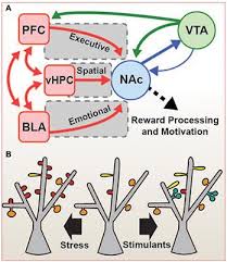 February 6 · unattraktive berufe brauchen hippere namen, findet lisa catena. Frontiers Reward Network Immediate Early Gene Expression In Mood Disorders Behavioral Neuroscience