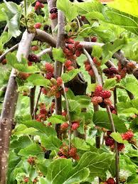 Don't bother trying to cut back the roots or digging a trench for a concrete or plastic root barrier. File Weeping Mulberry Jpg Wikipedia