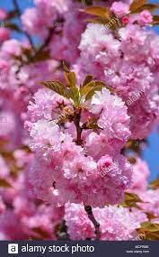 Download This Stock Image A Large Cluster Of Japanese Cherry Blossoms In Foreground And Blue Sky A Cherry Blossom Japan Sakura Flowers Japanese Cherry Blossom