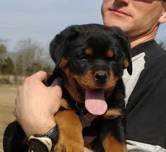 The puppies are healthy and chunky and are ready to go to new homes. Rottweiler Puppies For Sale In Michigan Petfinder