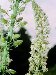 Image result for Resedaceae