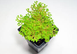 Image result for Selaginella nivea