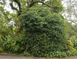 We did not find results for: What Plants To Use To Grow A Privacy Barrier For Your Home Miami Herald
