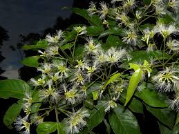 Mudas Frutíferas (Nativas e Exóticas) - Frutabella