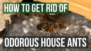 When dealt with early, colonies can be brought under control in just a few days. Odorous House Ant Tapinoma Sessile 1 Sample For Pest Before Taking Any Action Confirm The Presence Of More Than One Ant It May Have Come In On Clothing Or Packaging Inspect The Adjacent