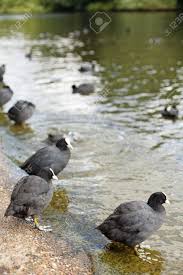 St james park london parrots. Wasservogel In St James Park London Lizenzfreie Fotos Bilder Und Stock Fotografie Image 22026710